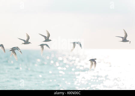 Tern gregge con uno di loro con una piccola acciuga sul suo becco. Foto Stock