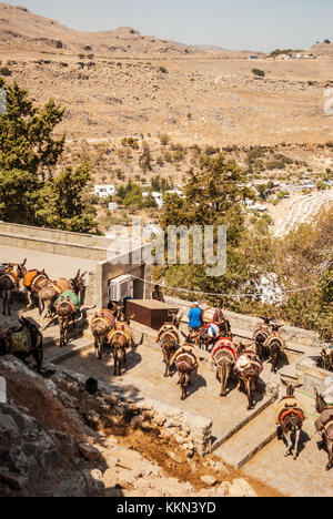 Lindos, Grecia - 10 Settembre 2016: Bella asini chiamati taxi sul ripido Acropoli di Lindos Mountain, l' Isola di Rodi, Grecia Foto Stock