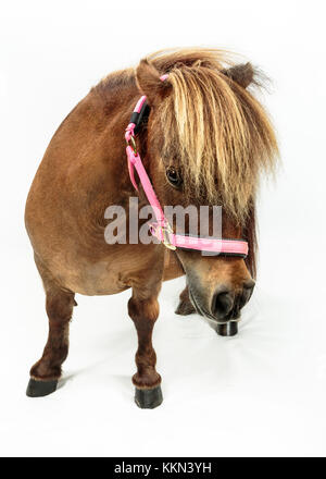 Studio di Tiny Horse Shetland Pony su sfondo bianco Foto Stock