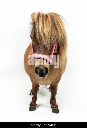 Studio di Tiny Horse Shetland Pony su sfondo bianco Foto Stock