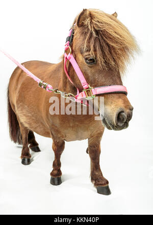 Studio di Tiny Horse Shetland Pony su sfondo bianco Foto Stock