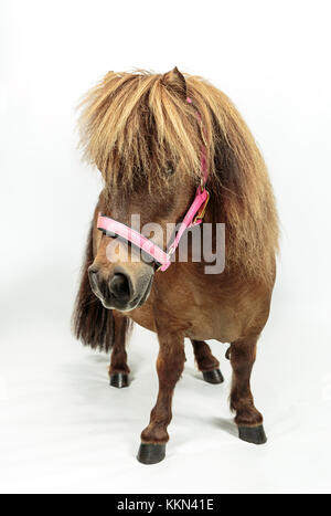 Studio di Tiny Horse Shetland Pony su sfondo bianco Foto Stock