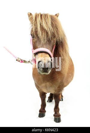 Studio di Tiny Horse Shetland Pony su sfondo bianco Foto Stock