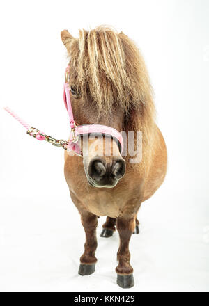 Studio di Tiny Horse Shetland Pony su sfondo bianco Foto Stock