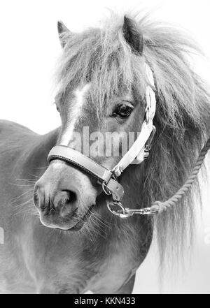 Studio di Tiny Horse Shetland Pony su sfondo bianco Foto Stock