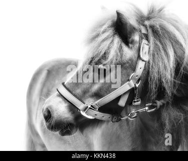 Studio di Tiny Horse Shetland Pony su sfondo bianco Foto Stock