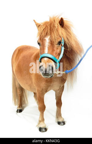 Studio di Tiny Horse Shetland Pony su sfondo bianco Foto Stock