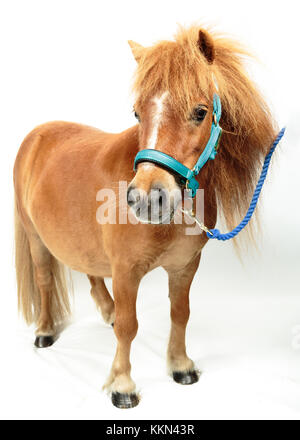 Studio di Tiny Horse Shetland Pony su sfondo bianco Foto Stock