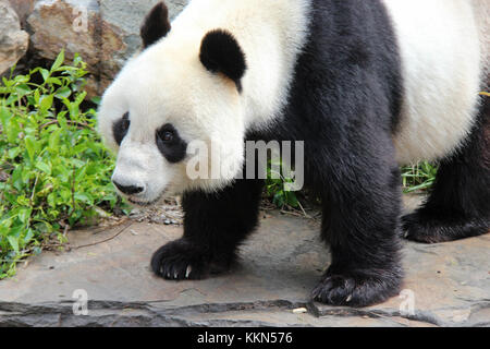 Un panda in uno zoo di Adelaide (Australia). Foto Stock