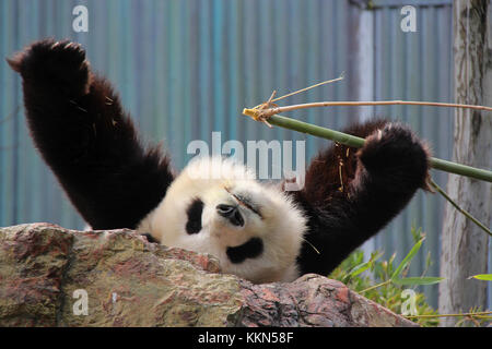 Un panda in uno zoo di Adelaide (Australia). Foto Stock