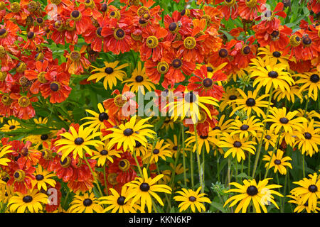 Close up di un giardino di fiori con bordo colorato helenium 'moerheim bellezza' e rudbeckia fulgida 'goldsturn' Foto Stock