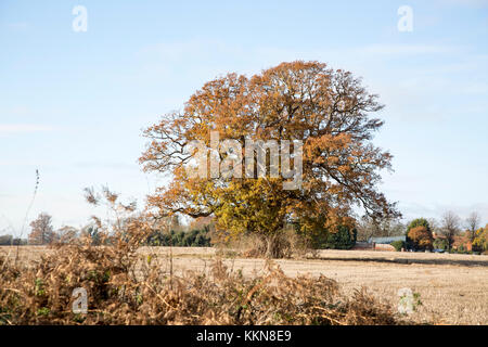 Quercus robur quercia inglese in autunno foglia, Sutton,, Suffolk, Inghilterra, Regno Unito Foto Stock