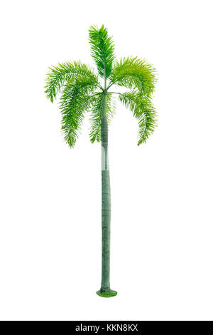 Manila palm, Natale Palm tree ( Veitchia merrillii ) isolati su sfondo bianco. utilizzata per pubblicità architettura decorativa. In estate e in spiaggia c Foto Stock