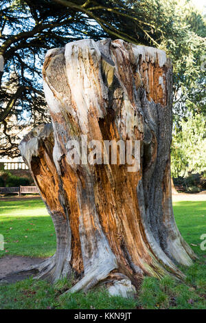 Un grande ceppo di albero nei giardini di Wollaton Hall e il Parco di NOTTINGHAM, NOTTINGHAMSHIRE REGNO UNITO Inghilterra Foto Stock