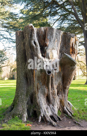 Un grande ceppo di albero nei giardini di Wollaton Hall e il Parco di NOTTINGHAM, NOTTINGHAMSHIRE REGNO UNITO Inghilterra Foto Stock