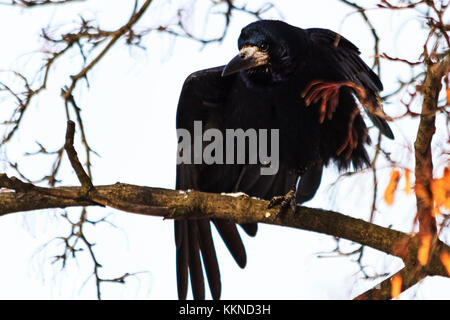 Rook impastare ali seduto su un ramo, inverno, animali, uccelli Foto Stock