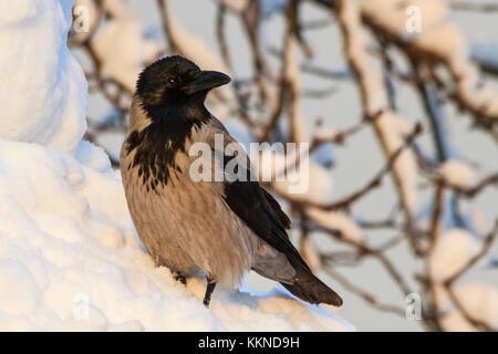 Corvi grigio sono in mezzo alla neve profonda Foto Stock