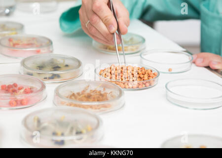 Lavorando con materiale biologico in laboratorio. Mano con le pinzette closeup. Concetto: la ricerca biologica Foto Stock