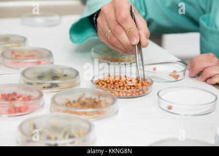 Lavorando con materiale biologico in laboratorio. Mano con le pinzette closeup. Concetto: la ricerca biologica Foto Stock