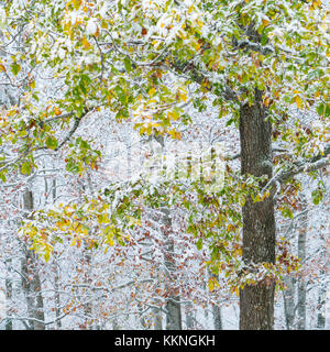 Rovere - roble, boschi innevati in autunno, sierra cebollera parco naturale, la Rioja, Spagna, Europa Foto Stock