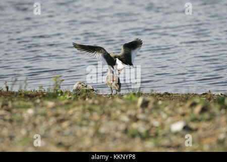 Common redshank Tringa totanus coniugata coppia Blashford Laghi Hampshire e dell' Isola di Wight Wildlife Trust Reserve Hampshire England Regno Unito Foto Stock