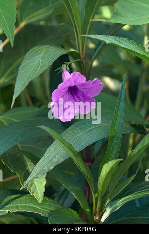 Britton selvatici della petunia ruellia (simplex). chiamato petunia MESSICANI E MESSICANE anche bluebell. sinonimo: ruellia brittoniana Foto Stock