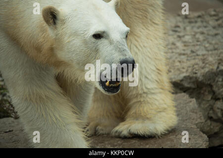 Orso polare in piedi sulle rocce, che mostra i suoi denti Foto Stock