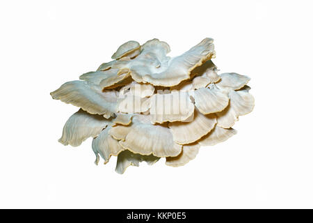 Polypore gigante (meripilus sumstinei). chiamato colorazione nero anche polypore. sinonimo: grifolia sumstinei. immagine del fungo isolato su sfondo bianco Foto Stock