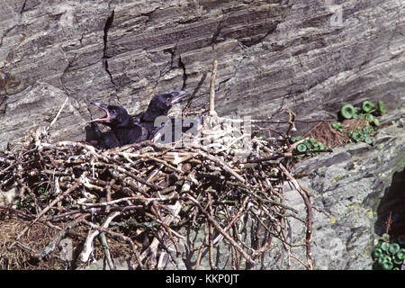 Comune di Corvo imperiale Corvus corax nido con i giovani nei pressi di Rhayader Powys Galles Foto Stock