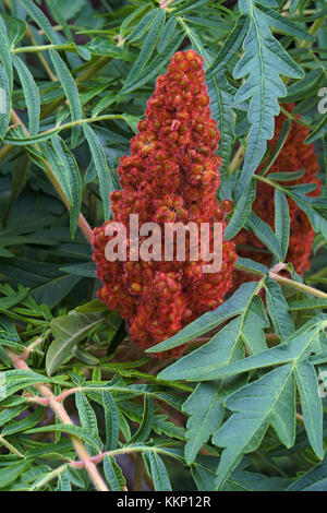 Cut-leaf Sommacco maggiore (Rhus typhina dissecta) Foto Stock