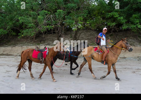 Playa Conchal, Costa Rica - 18 novembre: guida turistica che offre passeggiate a cavallo sulla spiaggia. Novembre 18 2017, Playa Conchal Costa Rica. Foto Stock