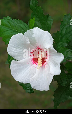 Rosa di sharon (hibiscus syriacus). chiamato ketmia siriana e rose anche malva Foto Stock