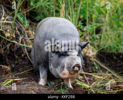 Il vietnamita panciuta maiale, Manitoba, Canada. Foto Stock