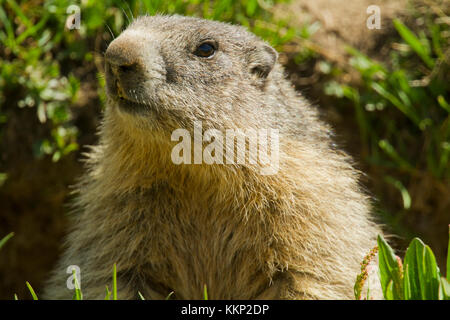 Alpine marmotta (Marmota marmota) nelle Alpi francesi Foto Stock