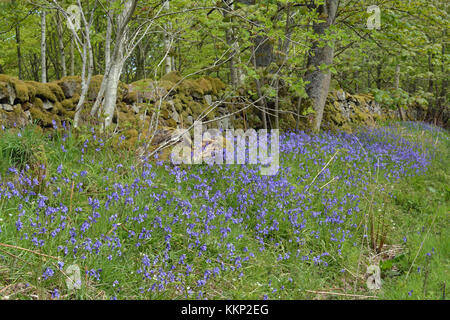 Bluebells, fowberry, boschi,northumberland Foto Stock