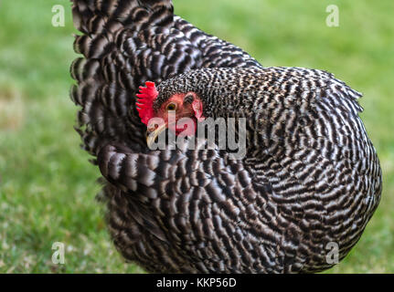 Plymouth Rock sbarrate pollo su erba verde Foto Stock