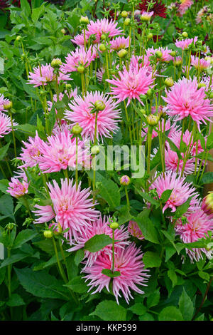 Close up dahlia 'park princess' in un cottage Flower Garden Foto Stock