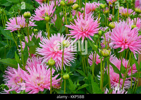 Close up dahlia 'park princess' in un cottage Flower Garden Foto Stock