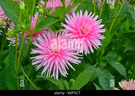 Close up dahlia 'park princess' in un cottage Flower Garden Foto Stock