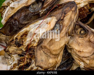 Stoccafisso non salato di pesce, in particolare del merluzzo, essiccato mediante aria fredda e il vento su scaffalature in legno sul foreshore. L'asciugatura del cibo è il più antico del mondo sapere Foto Stock