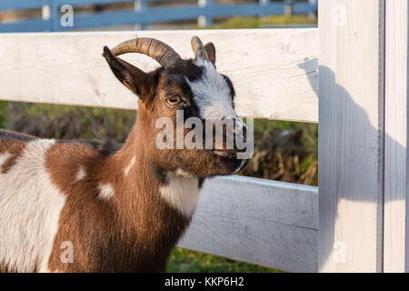 Holland capra pigmeo vicino alla recinzione di legno in fattoria Foto Stock