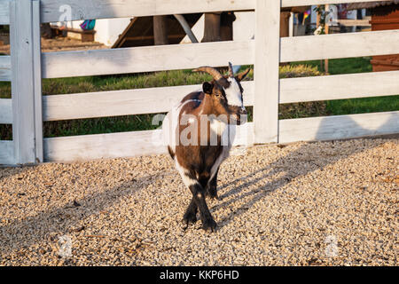 Holland capra pigmeo vicino alla recinzione di legno in fattoria Foto Stock