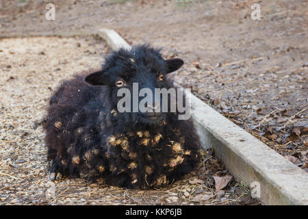 Ouessant nera pecora (pecora) - una delle più piccole razze di pecora in tutto il mondo Foto Stock