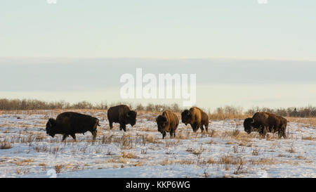 Bison sulla prateria congelati in inverno con neve, Elk Island National Park, Alberta, Canada Foto Stock