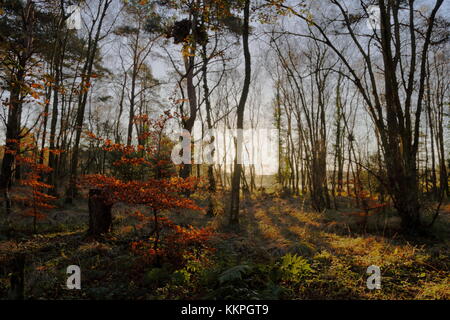 Sole di mattina attraverso gli alberi Wareham Dorset Inghilterra Foto Stock