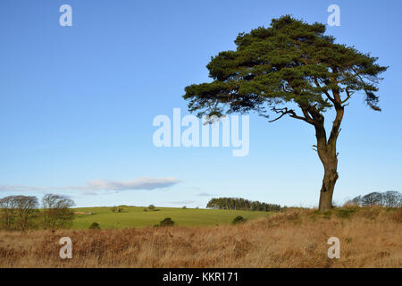 Pino silvestre tree - Pinus sylvestris e north hill, waldegrave piscina, Mendip Hills, somerset Foto Stock