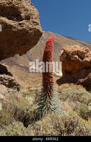 Tenerife bugloss, Echium wildpretii, Los Roques de Garcia e Pico del Teide (3718 m) nella Caldera de las Canadas, Tenerife, Isole Canarie, Spagna Foto Stock