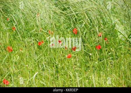 Unico luminoso e brillante fiore di papavero sul bordo di un campo, nel bel mezzo dell'erba. Foto Stock