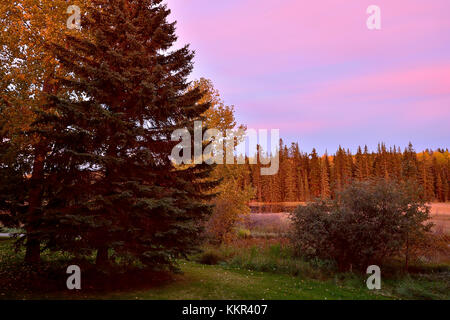 Un paesaggio autunnale immagine di alberi e lago , colore rosa con l'alba vicino a Hinton Alberta Canada. Foto Stock
