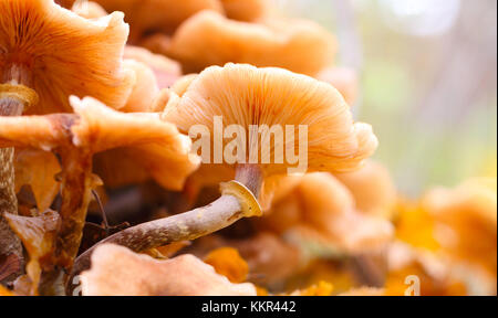 Il miele agaric close-up Foto Stock